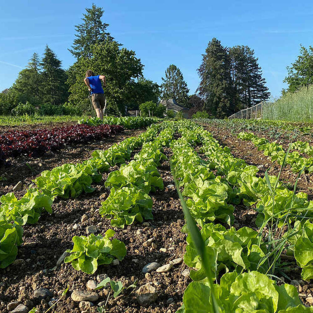 Food as a remedy for soil and people