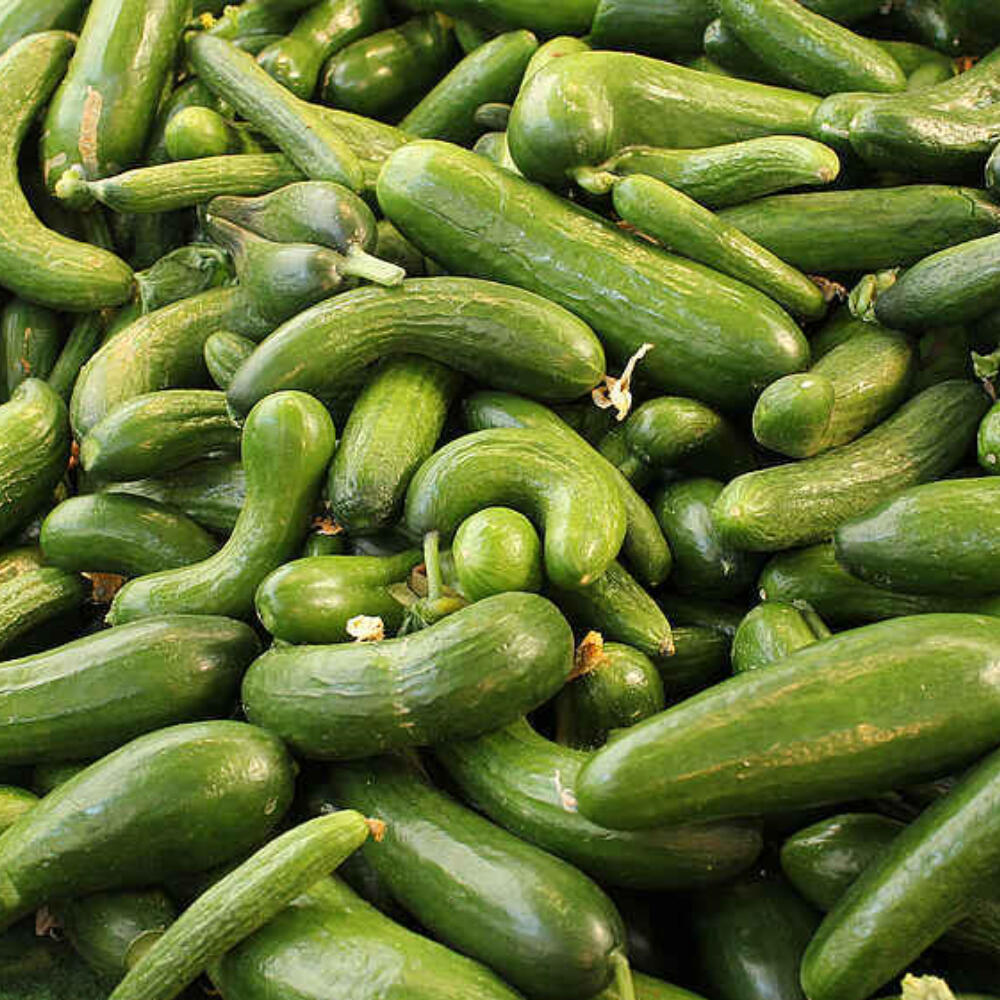 Curved cucumbers also taste good > For Jasmin Peschke appreciating food is an important step towards the avoidance of waste
