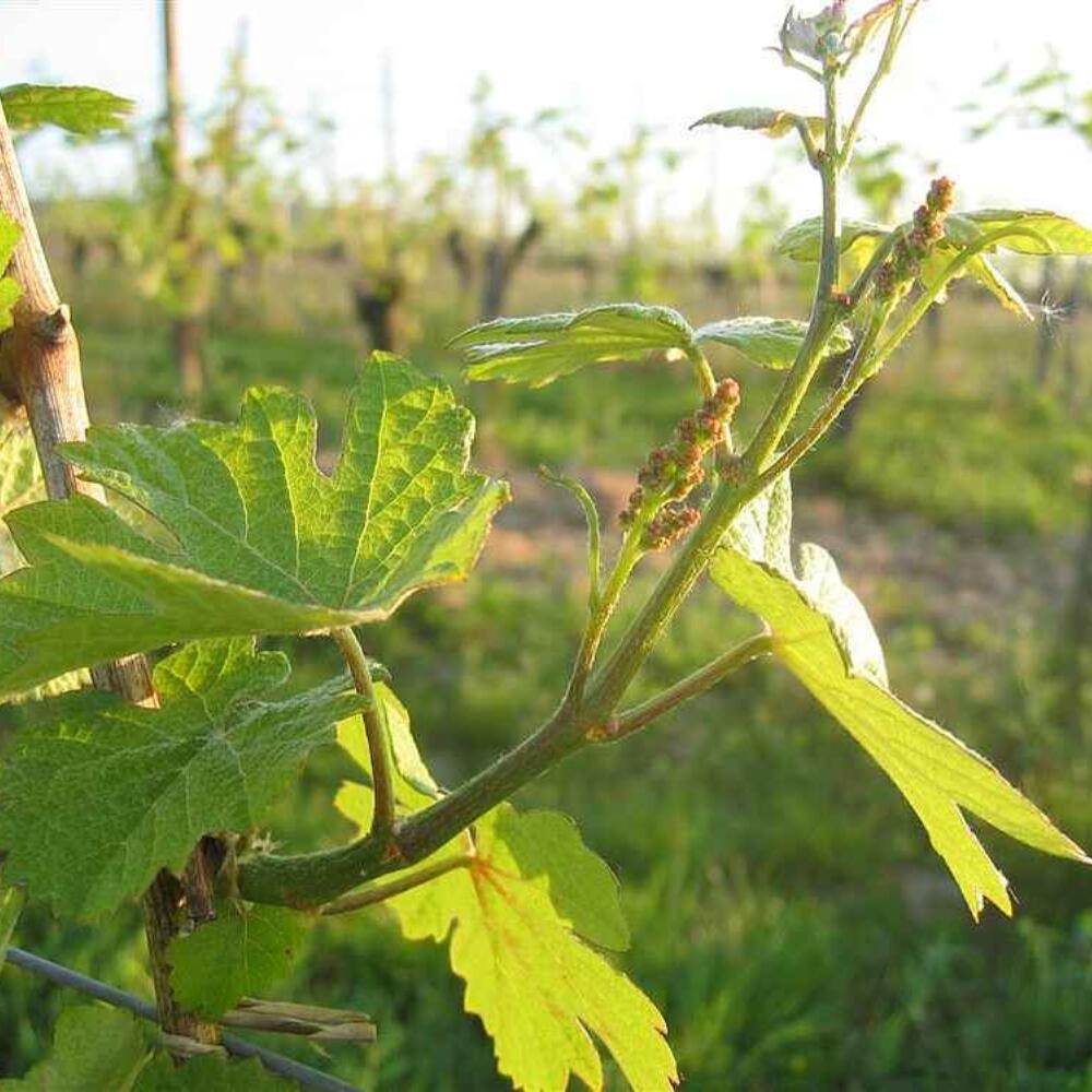 Die Methode, die den Wein verändert