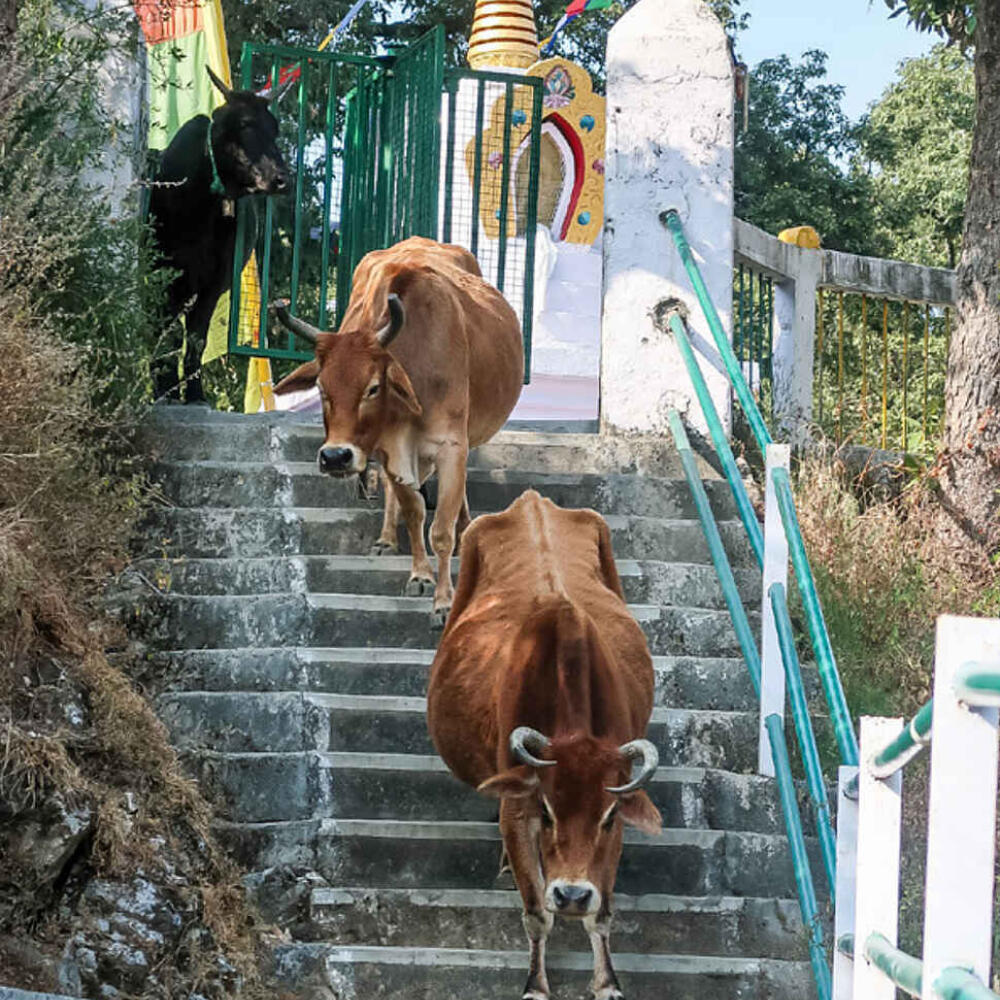 Listen to the farmer - Report about the journey to India by the biodynamic movement