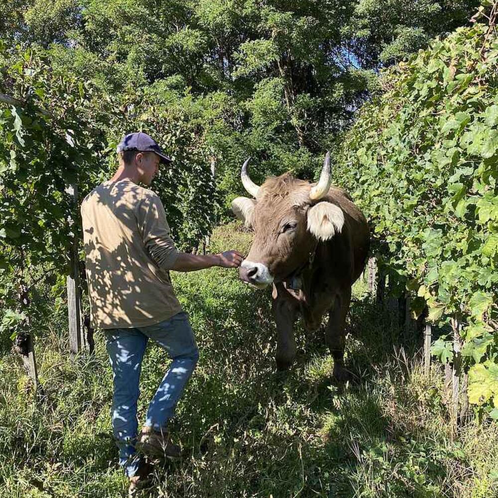 Alois Lageder wine in South Tyrol