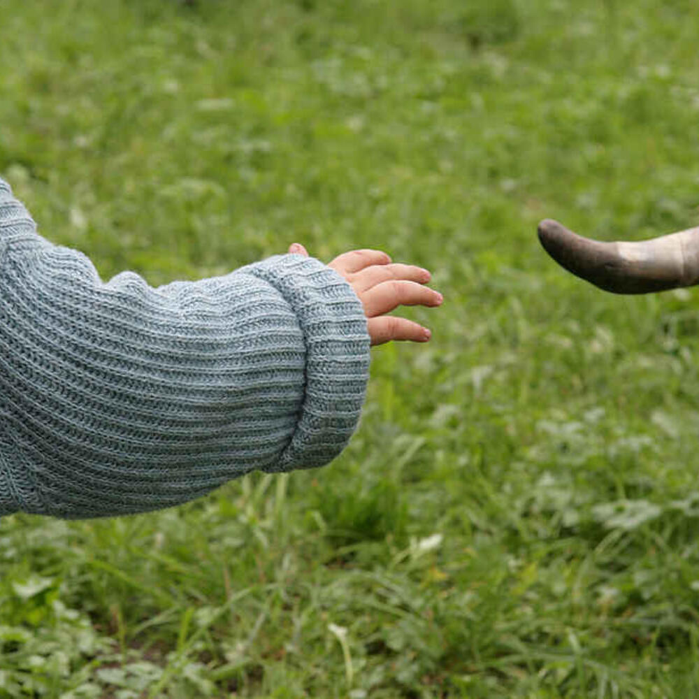 Raus aufs Land – gesundes Immunsystem dank Bauernhofeffekt