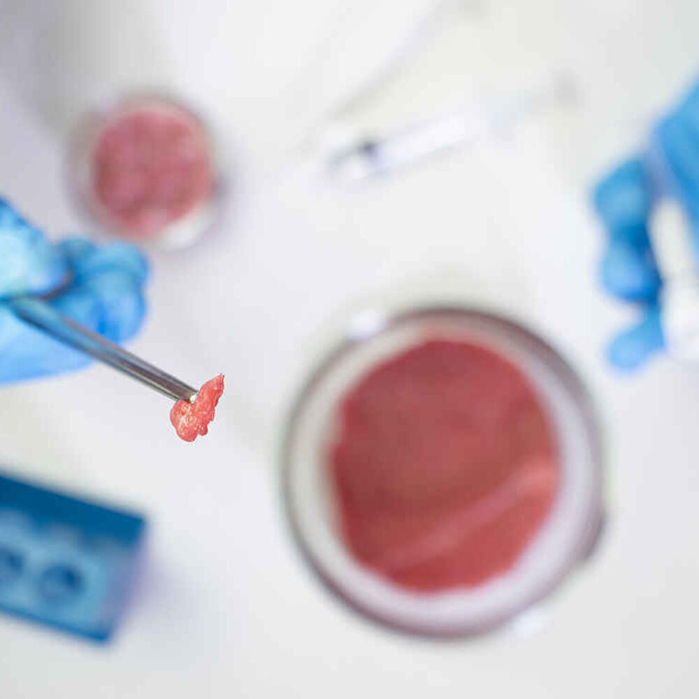Will animal products be produced in the lab in future?