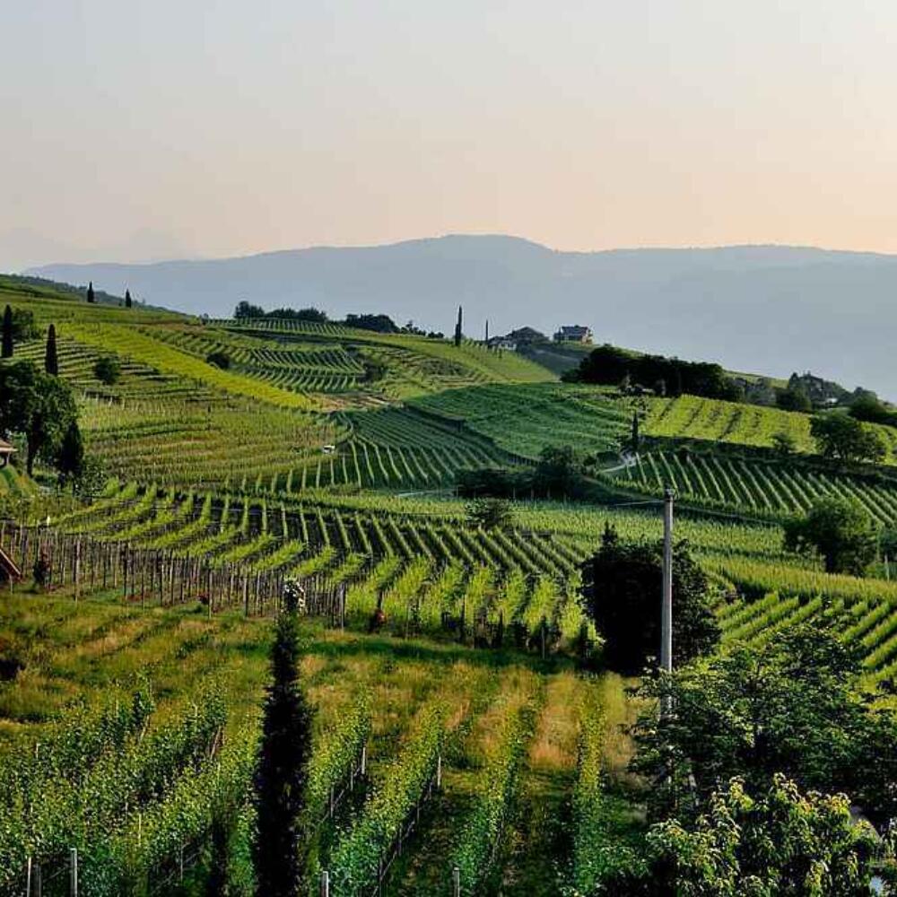 Of pesticides, sustainable viticulture, and rebels