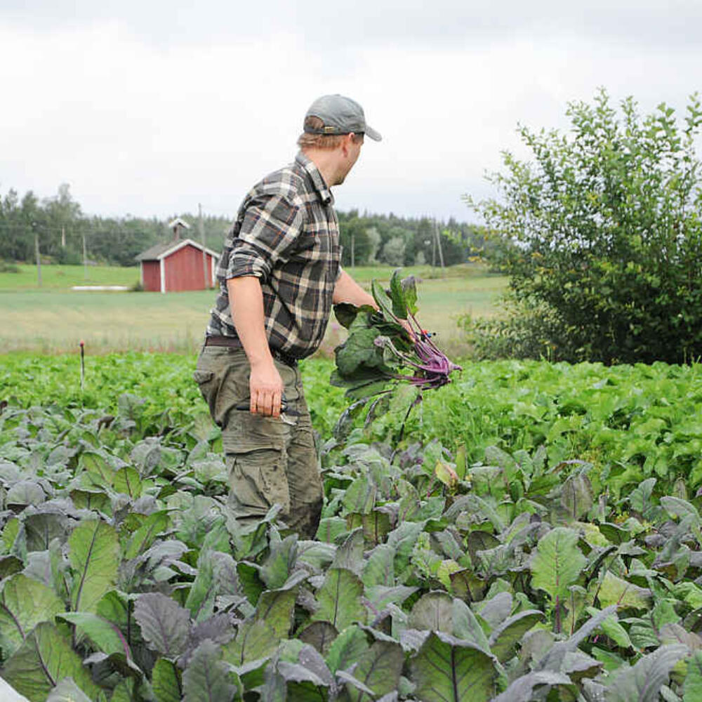 Grasping the whole – how biodynamic farmers think and act