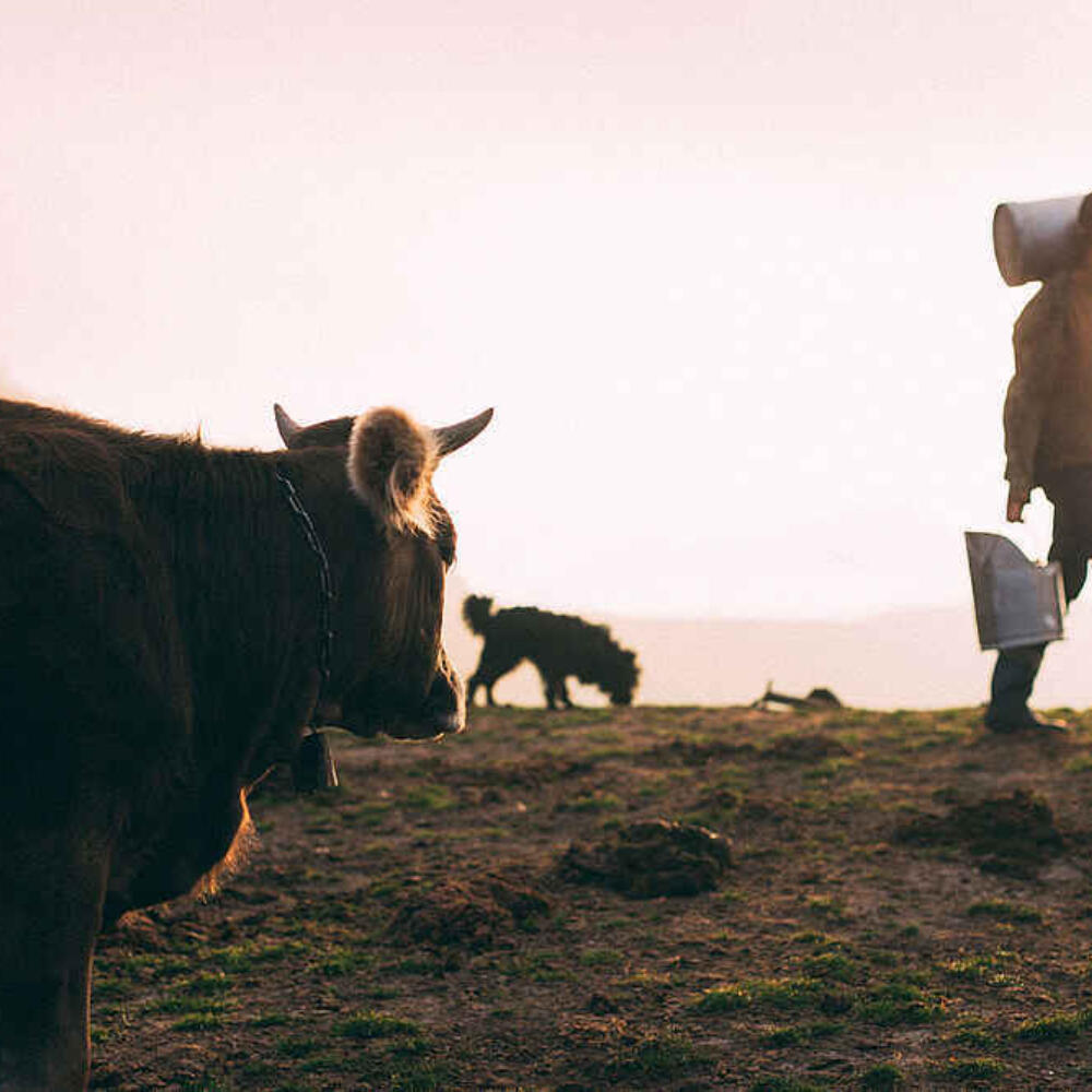 Milk as a mirror of its environment
