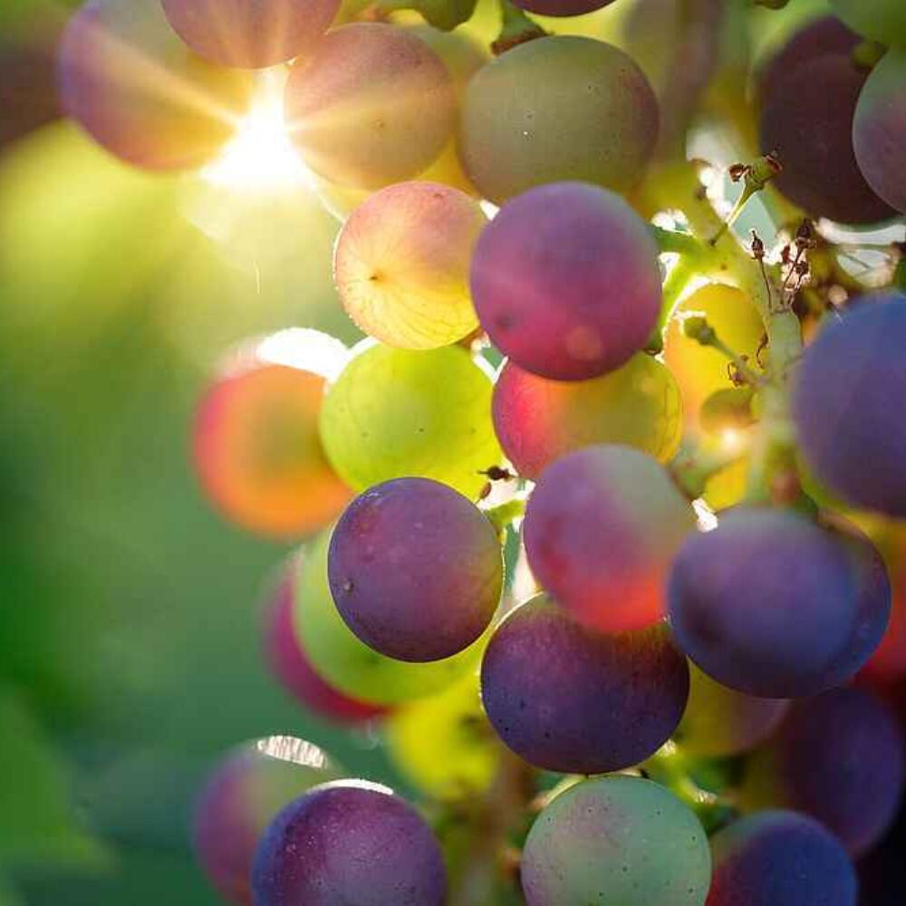 Quality assessment of grape juice using image forming methods