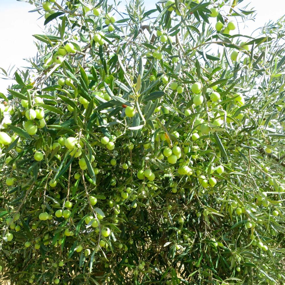 Tunesien baut auf biodynamische Olivenproduktion für eine Nachhaltige Entwicklung des Sektors