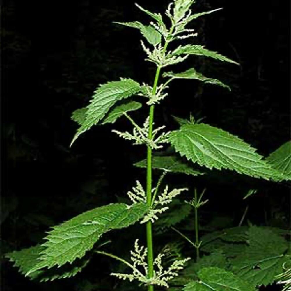 NEWSLETTER 7 International Professional Group Medicinal, Aromatic and Cosmetic Plants