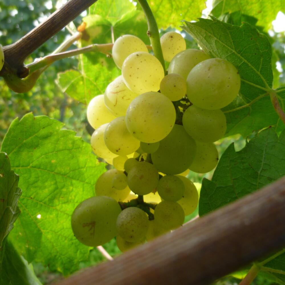 Some of the world’s most renowned wineries are biodynamic