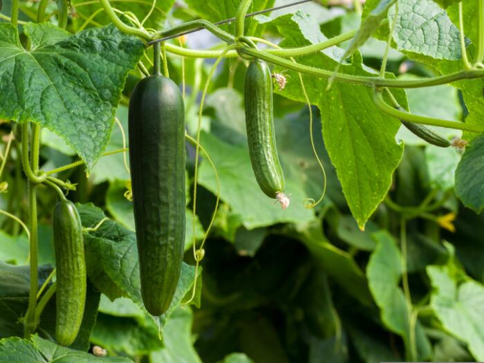 Biodynamische Gurken sind am vitalsten