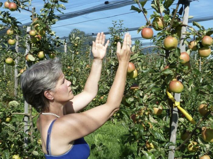 Geschmackvollere Äpfel durch Eurythmie