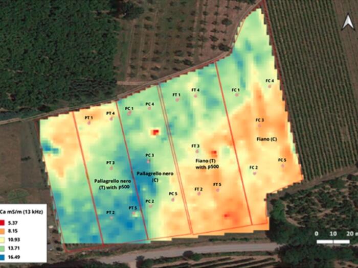 Vertiefung: Effekte des biodynamischen Präparats BD500 auf die Qualität von Trauben