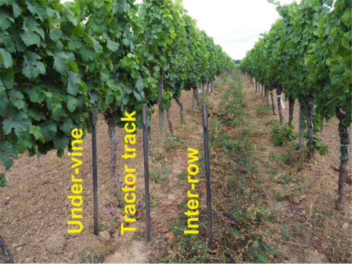 Kupfer und Kohlenstoff: Langzeiteffekte im biodynamischen Weinbau
