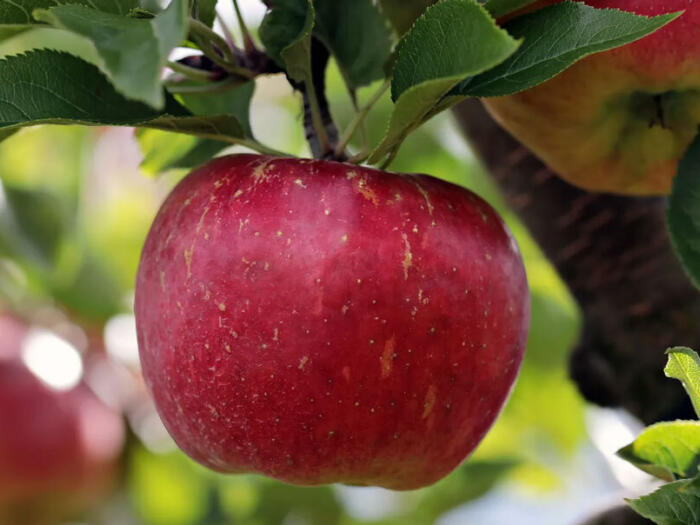 Der Biss in den Apfel bestimmt noch heute die Zukunft der Erde