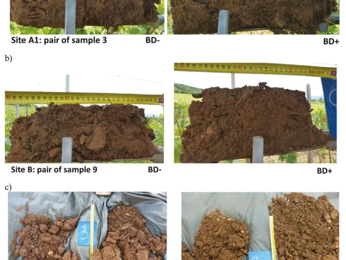 Die biodynamischen Präparate Hornmist und Hornkiesel tragen signifikant zur verbesserten Bodenstabilität in Weinbergen bei