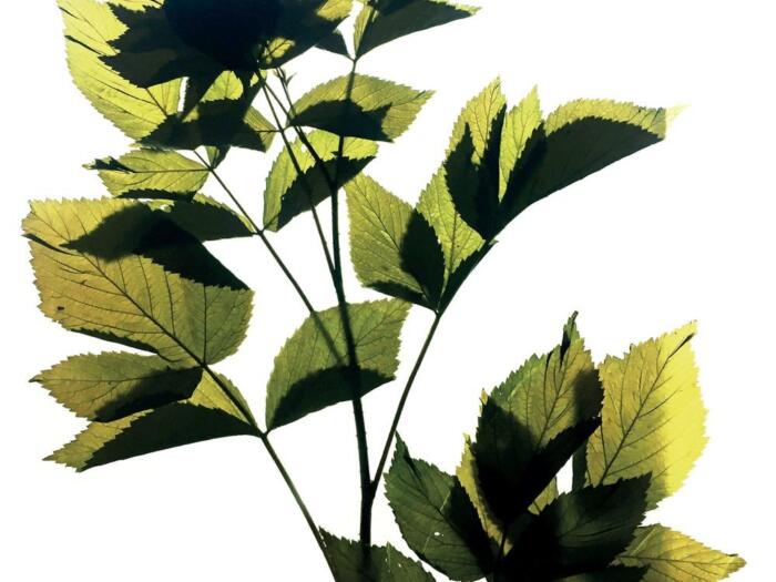 Das Blatt wendet sich