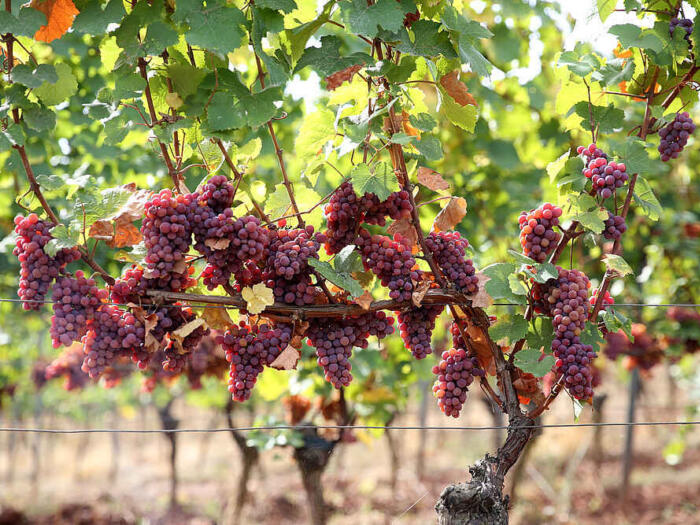 Der Einfluss des biodynamischen Hornkieselpräparats (501) auf das Wachstum der Weinreben