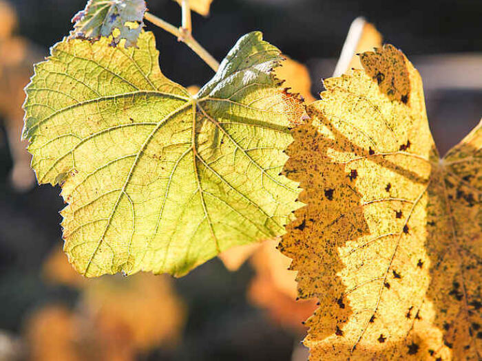 Vergleichsstudie erteilt biodynamischen und biologischen Weinen gute Noten