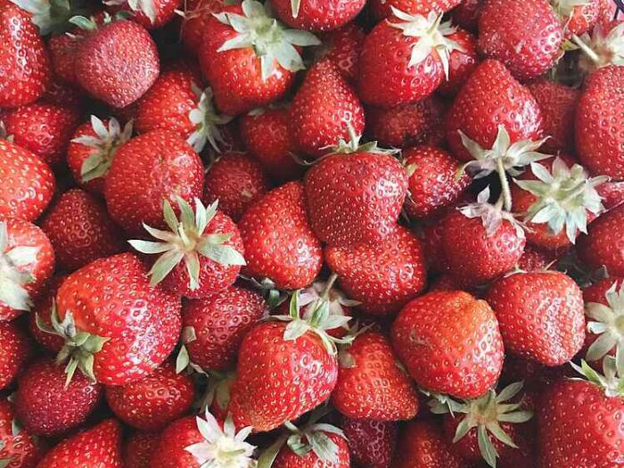 Handbuch «Vom Ernährungssystem zum Ernährungsorganismus» von Dr. Jasmin Peschke