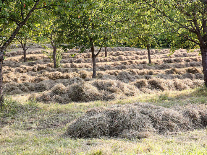 Biodynamische Landwirtschaft als Schlüsselfaktor für Transformationsprozesse