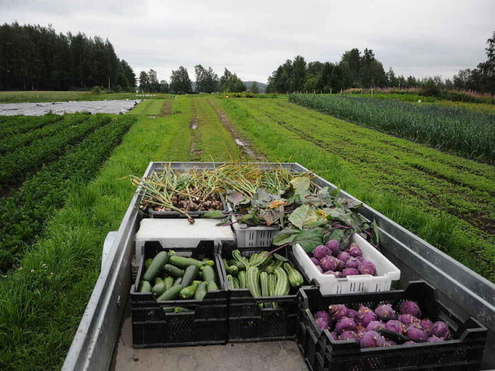 Solidarische Landwirtschaft Rekola in Finnland