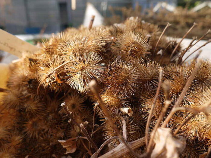HORTUS OFFICINARUM - Verein für biologisch-dynamisches Heilpflanzen-Saatgut