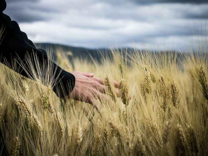 Biodynamische Getreidesorte Wiwa trotzt Nässe