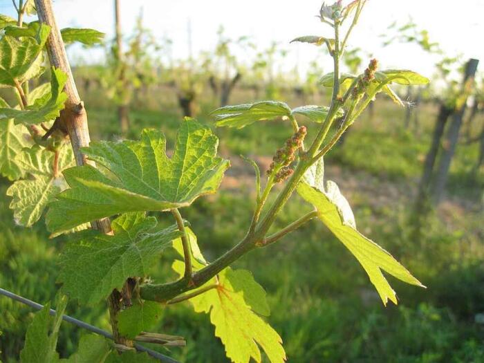 Die Methode, die den Wein verändert