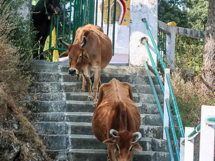 Dokumentation der Indienreise der biodynamischen Bewegung