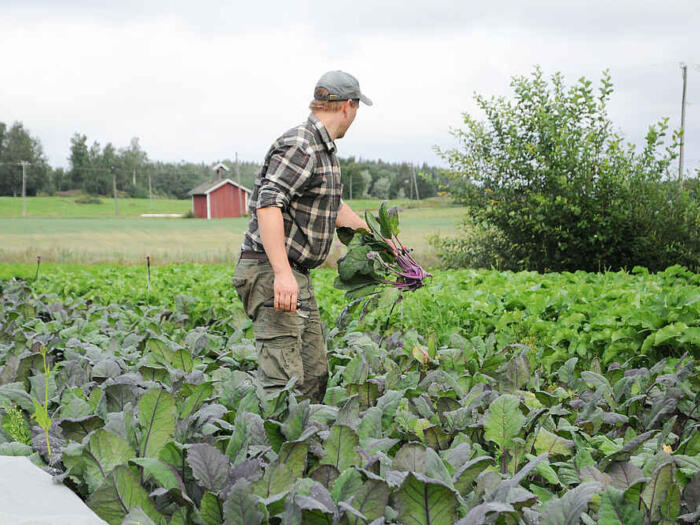 Verständnis fürs Ganze – wie biodynamische Landwirt:innen denken und handeln