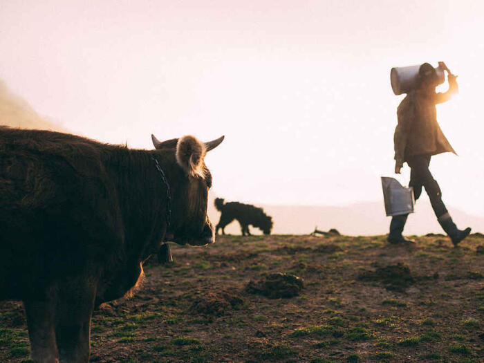 Milch als Spiegel ihrer Umgebung