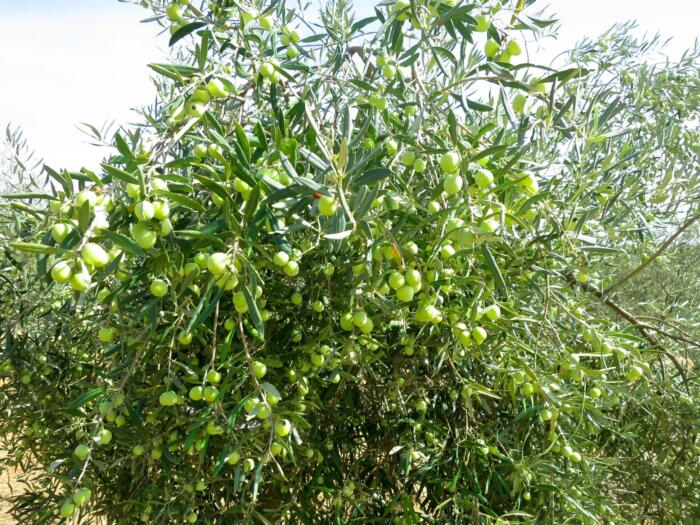 Tunesien baut auf biodynamische Olivenproduktion für eine Nachhaltige Entwicklung des Sektors