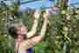 More flavourful apples thanks to eurythmy