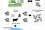 Regeneration through cooperation