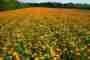 NEWSLETTER 6 International Professional Group Herbs and medicinal plants