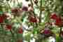 Fruit-production