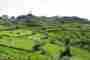 Biodynamic Agriculture