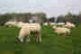 Animal husbandry
