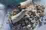 Enlivening plant vitality with biodynamic preparations: How to perceive and choose the right techniques