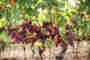 The influence of the biodynamic horn silicia (501) preparation on vineyard growth