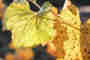 Comparative study gives biodynamic and organic wines good marks
