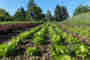 Food as a remedy for soil and people