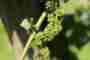 NEWSLETTER 8 International Professional Group Medicinal, Aromatic and Cosmetic Plants
