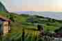 Of pesticides, sustainable viticulture, and rebels
