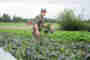 Grasping the whole – how biodynamic farmers think and act
