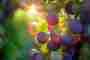 Quality assessment of grape juice using image forming methods