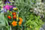 Herb and Medicinal Plants