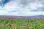 Living Farms Videos