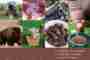 Worldwide Practice of Biodynamic Preparation Work - The Case Studies